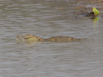 04 Caiman